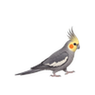 オカメインコのアイコン