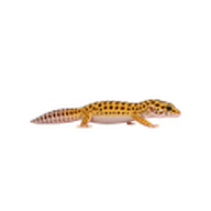 ヒョウモントカゲモドキのアイコン