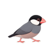 文鳥のアイコン