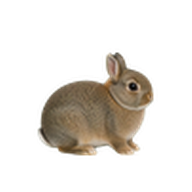 ネザーランドドワーフのアイコン