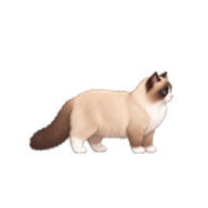 ラグドールのアイコン