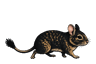 ブラックのデグー