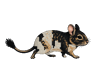 ブラックパイドのデグー