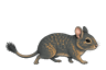 ブルーグレーのデグー