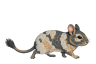 ブルーパイドのデグー