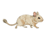 クリームパイドのデグー