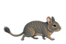 グレーのデグー