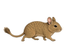 サンド・シャンパンのデグー
